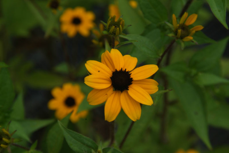 Rudbeckia triloba  bestellen